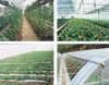 青岛花卉温室的透光性能