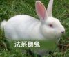 大型獭兔养殖基地 提供优质獭兔、 种兔 、肉兔 兔料 兔笼